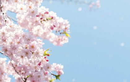 在樱花盛开的地方——第十九期6163银河软件应用培训武汉闭幕